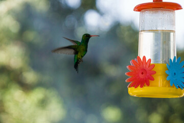 Colibrí alimentándose de mentiras  © Juanif16