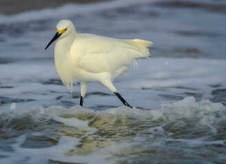 Snowy Egret in hunting in surf