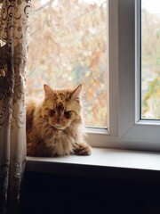 Portrait of a cat sitting on the windowsill