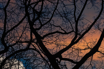 Close Up Silhoutte Of Branches With A Orange Background At Amsterdam The Netherlands 12-4-2021
