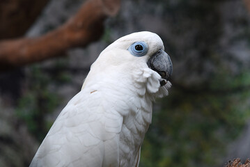 Papagei