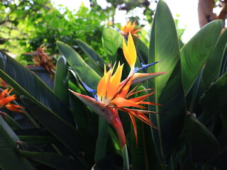 Flower in the Hijuela del Bot&aacute;nico National Agricultural Service of La Orotava