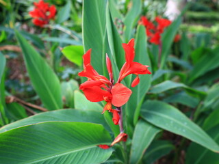 Flower in the Hijuela del Botánico National Agricultural Service of La Orotava