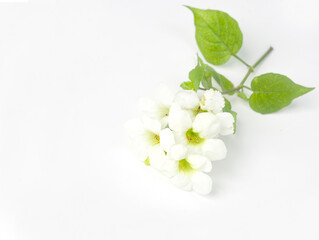 White wild flower fresh green leaves  isolated white background copy space.