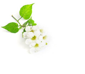 White wild flower fresh green leaves  isolated white background copy space.