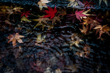 池に浮かぶ紅葉と雨
