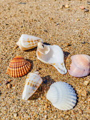 Seashells on the sand at the beach
