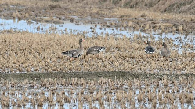 Greater white-fronted goose active in winter feeding. Landscape of Greater white-fronted goose feeding activity in Ganghwa Island, Korea. Winter rice field scenery in Ganghwa Island, Incheon.