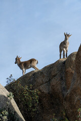 Little goats on the mountain