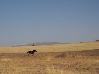 A horse runs in mountains of the Western Tien Shan, Kazakhstan