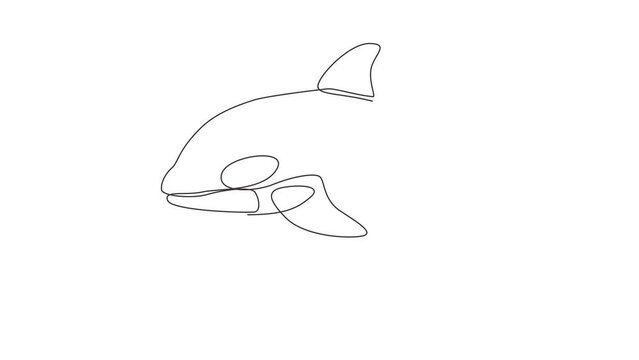 Animated self drawing of continuous line draw whale killer orca in water. Wild whale killer fish animal mascot for aquatic swimming pool. Orca in under ocean water. Full length one line animation