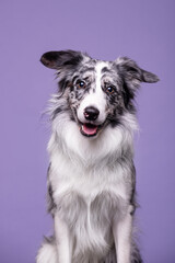 Blue merle border collie male on purple or black in studio with glasses portrait 