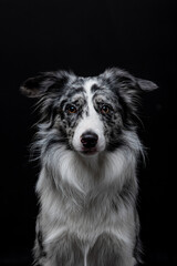 Blue merle border collie male on purple or black in studio with glasses portrait 