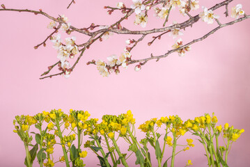 Obraz na płótnie Canvas ピンクバックの白梅と菜の花