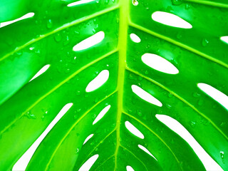Closeup, Abstract water droplet monstera leaf isolated on white background for stock photo or...