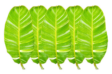 Top view, Five banana leaf isolated on white background for design or stock photo, summer flora, nature plant , stripes leave