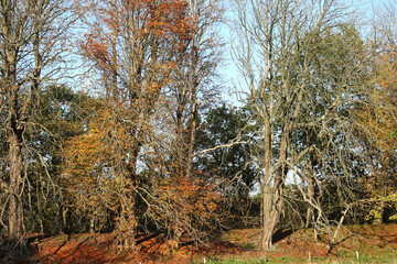 Autumn in the dunes of the Hague in Zuid-Holland