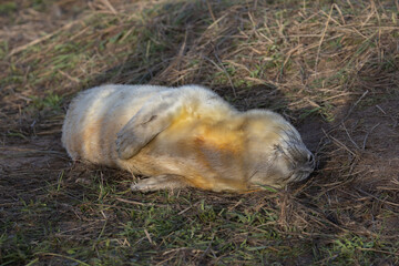 Atlantic Grey Seals