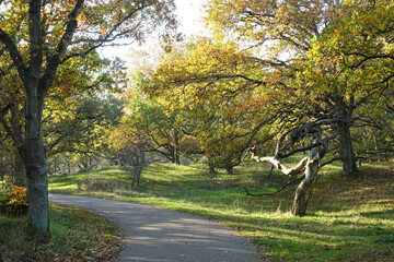 Obraz premium Autumn in the dunes of the Hague in Zuid-Holland