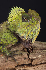 Portrait of a female Chameleon Anglehead Lizard against a black background
