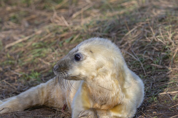 Atlantic Grey Seals