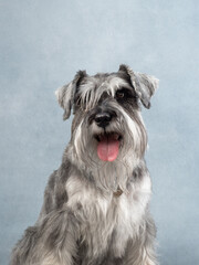 Portrait of a dog on blue background