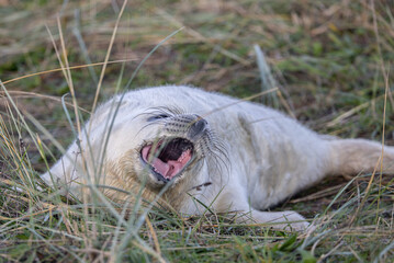 Atlantic Grey Seals