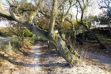 Autumn in the dunes of the Hague in Zuid-Holland