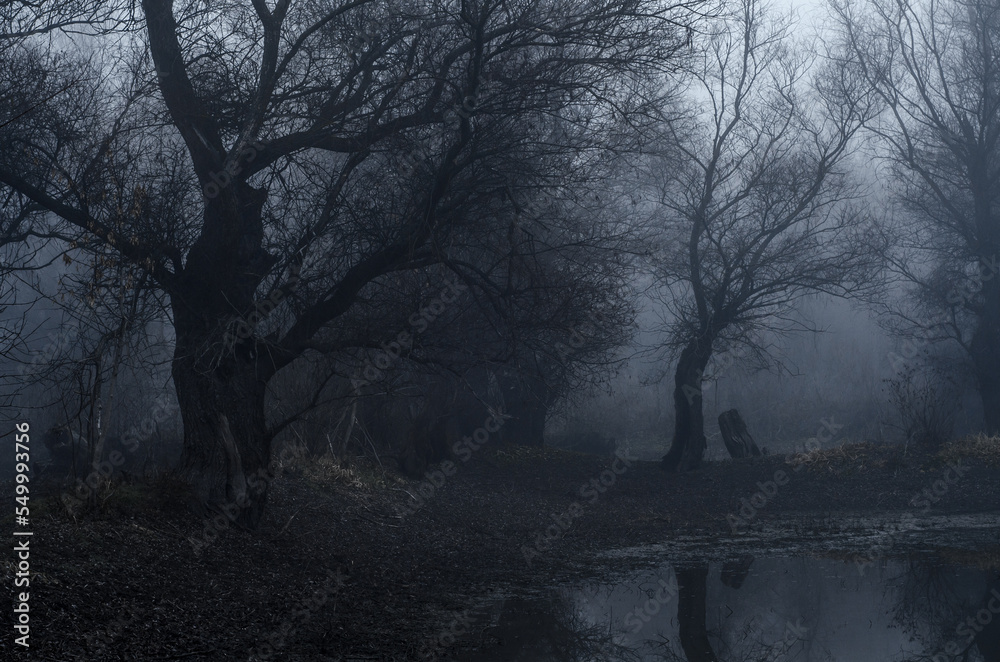 Wall mural creepy dark landscape showing swamp and forest in autumn mist