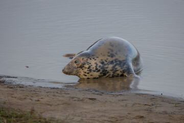 Fototapeta premium Atlantic Grey Seals