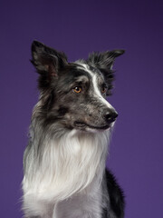 Portrait of a marble border collie on a violet background
