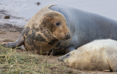 Fototapeta premium Atlantic Grey Seals