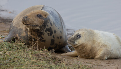 Atlantic Grey Seals