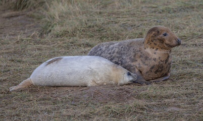 Atlantic Grey Seals