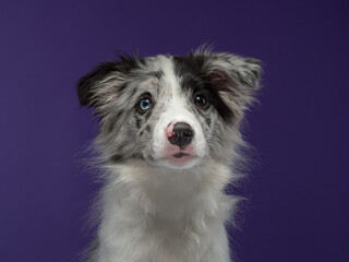 Portrait of a puppy, a marble border collie on a violet background