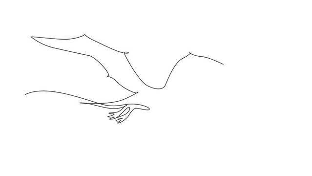 Animated self drawing of continuous one line draw flying pterodactyl dinosaur isolated on white background. Extinct ancient animals. Animal history for education. Full length single line animation