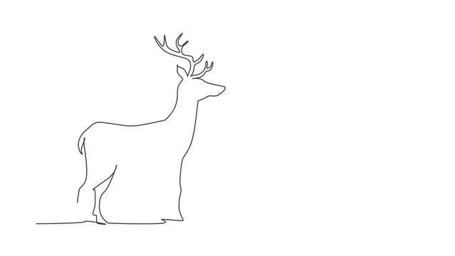 Animated self drawing of continuous line draw forest wild deer. Standing wild reindeer for national park logo. Elegant mammal animal mascot for nature conservation. Full length one line animation