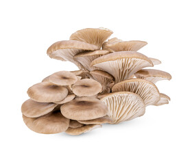 Oyster mushroom isolated on white background