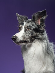 Portrait of a marble border collie on a violet background