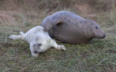 Fototapeta premium Atlantic Grey Seals