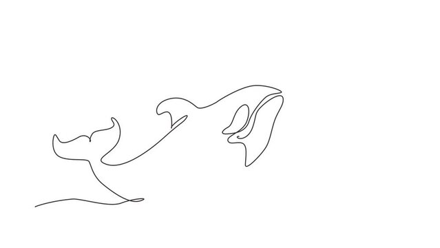 Animated self drawing of continuous line draw whale killer in water. Orca in swimming pool. Wild whale killer fish swimming in sea life. Orca in under ocean water. Full length one line animation