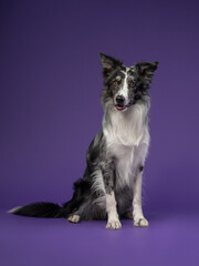 Portrait of a marble border collie on a violet background