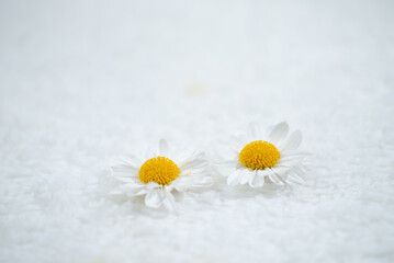 Fototapeta na wymiar 満開の菊の花