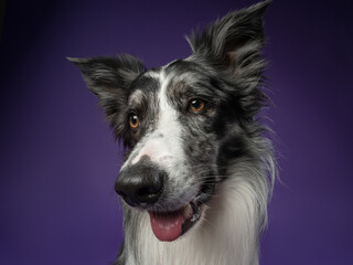 Portrait of a marble border collie on a violet background