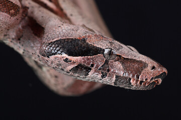 Fototapeta premium A portrait of a Boa Constrictor against a black background 