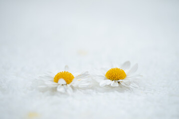 Fototapeta na wymiar 満開の菊の花
