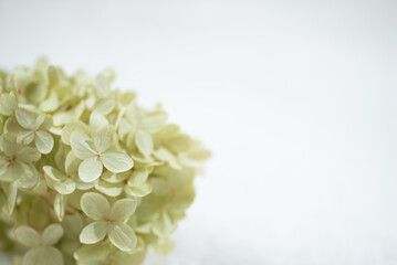 アジサイのドライフラワー