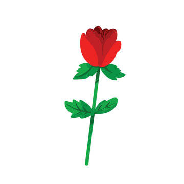 Romantic single red rose plant vector illustration isolated on white background. Flower drawing with simple flat cartoon art style.