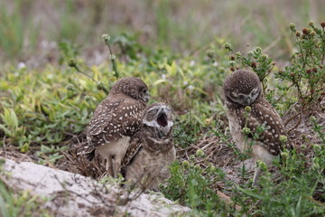 Burrowing Owl (Athene cunicularia) Cape Coral Florida USA