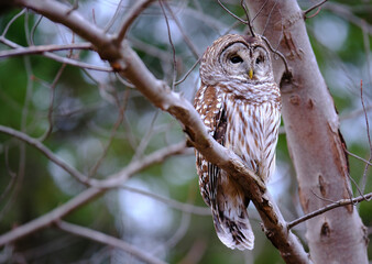 great horned owl